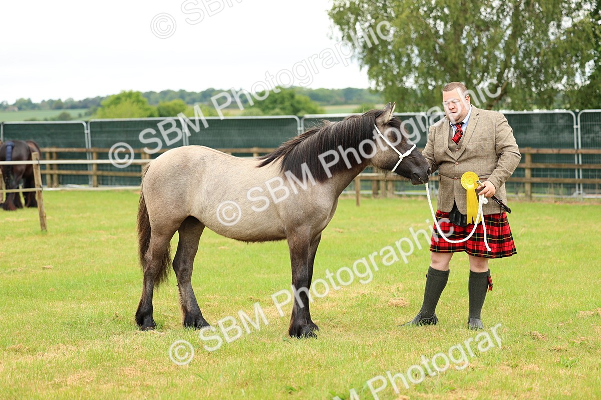 SBM_00448 - Class 58-67 - M&M Non Welsh Pony In hand