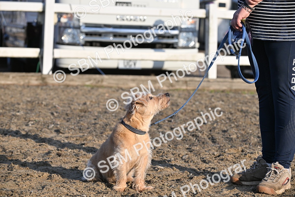 SBM_09492 - Lorry Dogs