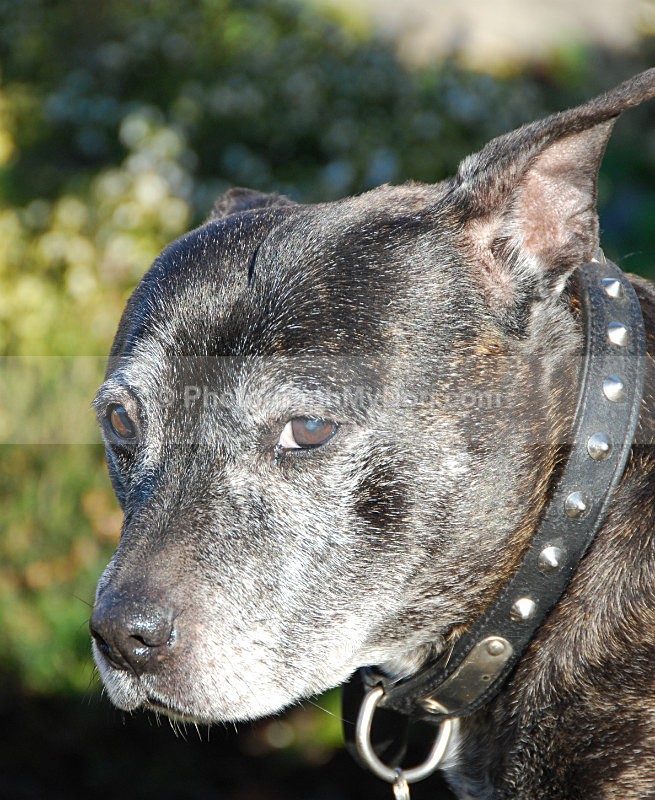  - Staffordshire Bull Terriers