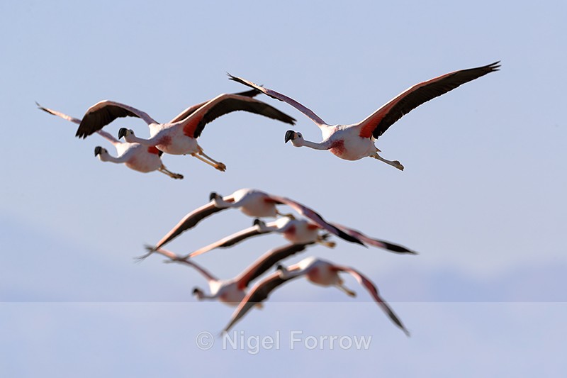 Group of Andean Flamingoes flying, Laguna Chaxas, Chile - Andean Flamingo