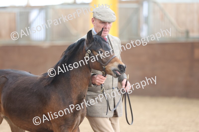 20251109-0483 - Class 17 - Foals