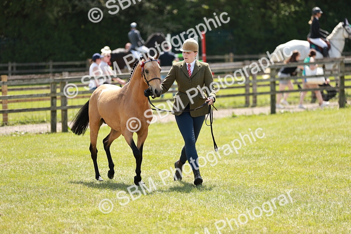 SBM_05576 - Class 41-45 - Riding Pony-Hunter Pony Breeding