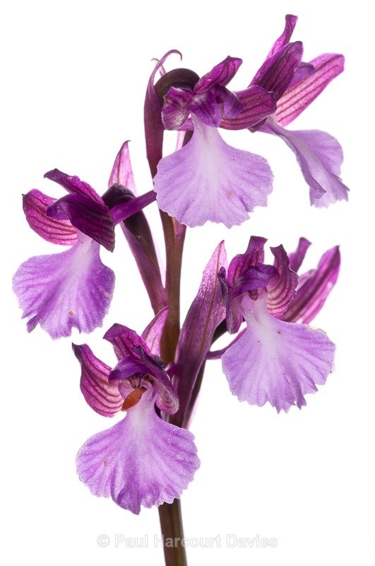  - WB: Orchids - Orchis