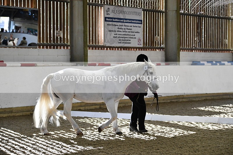 WJ5_3698 - Class 5 In Hand Veterans