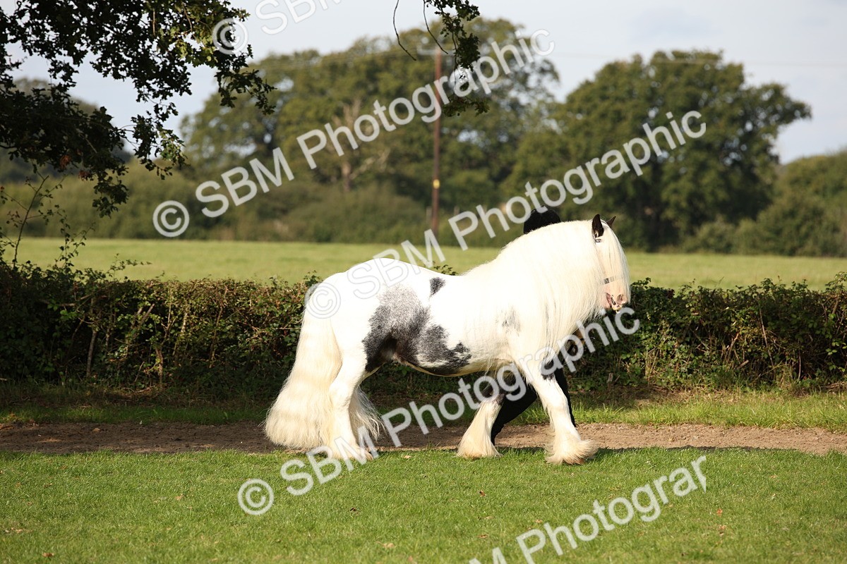 SBM_62157 - S55 - Traditional Cob In Hand