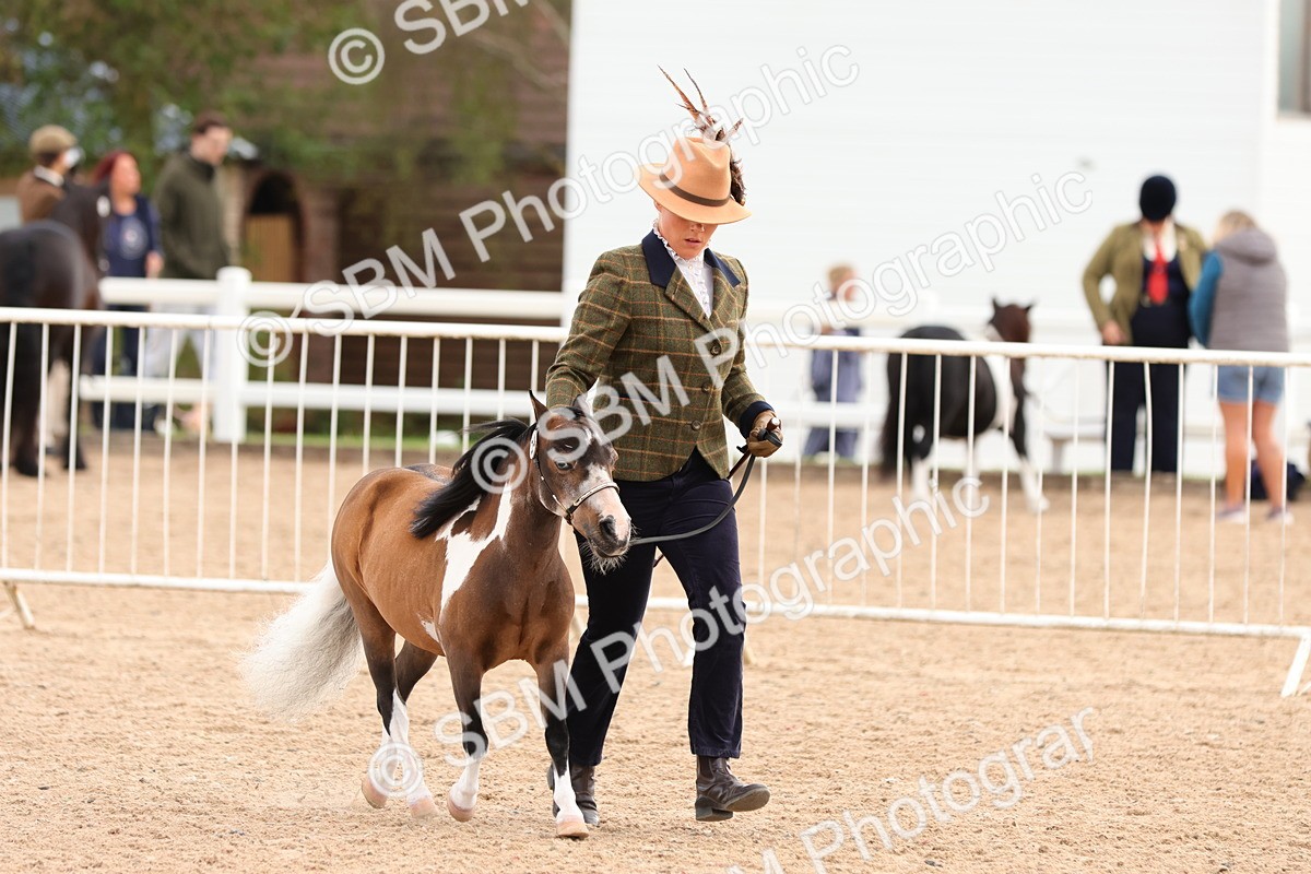 SBM_10330 - Class 206 - IH Non Show Type Pony