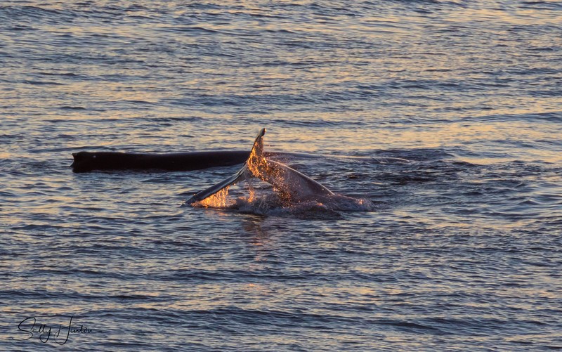 Mother and Calf 4