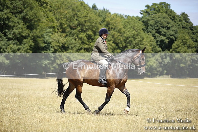 _C7A9858 - BVRC Show 2018 Ring 1