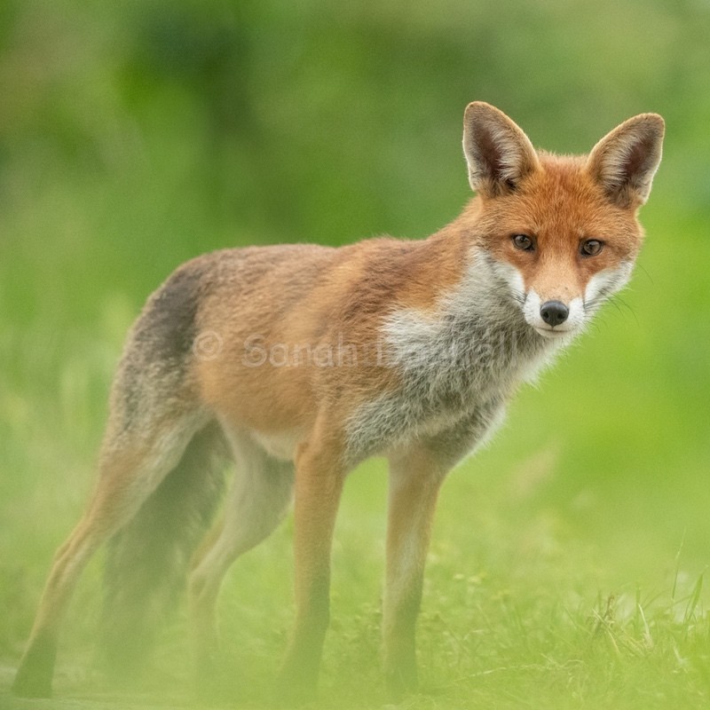 Curious Mrs Fox SD2512 - Greeting Cards