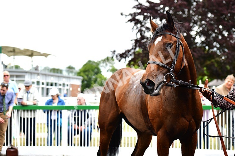 170625-Race 1-Royal Fixation-3501 - Race 1