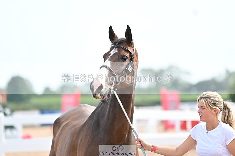 240717A-162017-03416 - Trot Up 4pm to 5pm