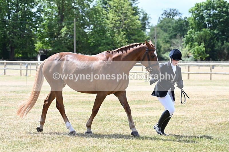 WJ7_1999 - Class 4a Prettiest Mare 14.2hh and over hand