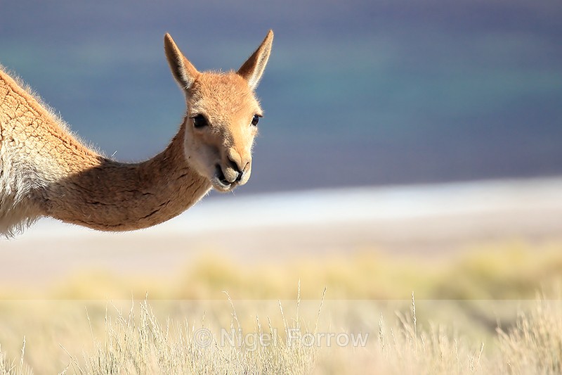 Close view of adult Vicuna head, Lake Miscanti, Chile - Vicuna