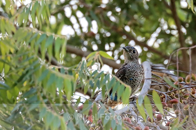 Turquoise Cotinga (female), Osa Peninsula, Costa Rica - Turquoise Cotinga