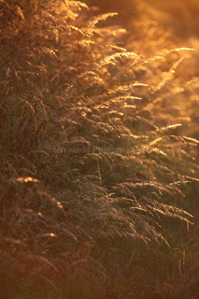 Golden meadow grass _FL053 - Wild Flowers,  plants & Fungus photography, Great Britain