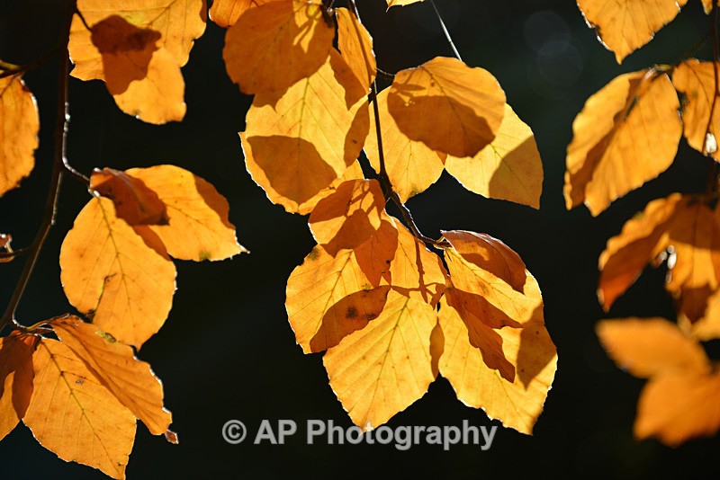 ACP_0239 - Plants