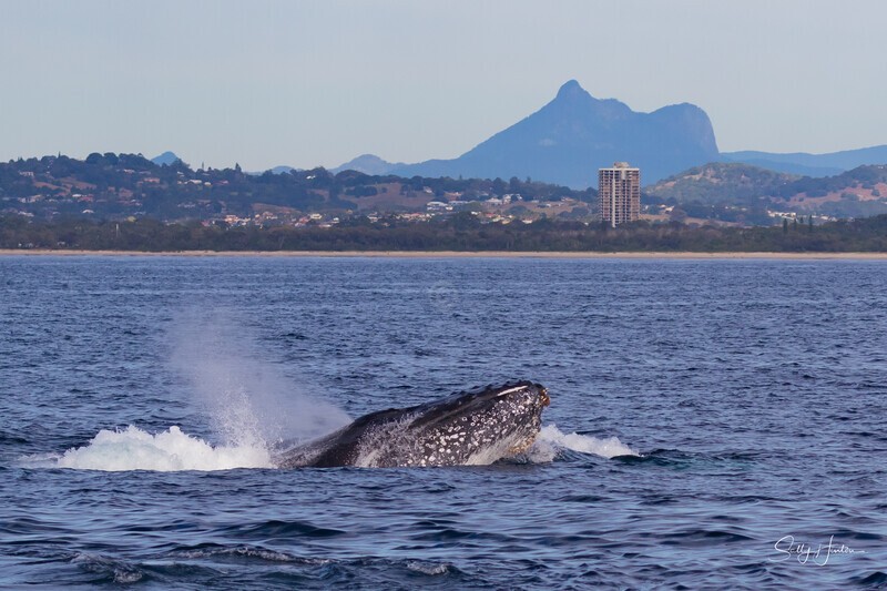 Mt Warning humpback nose. 0A3A1847 - Humpback Whales