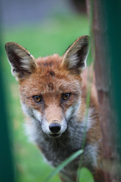  - Urban Foxes, Bristol, Great Britain