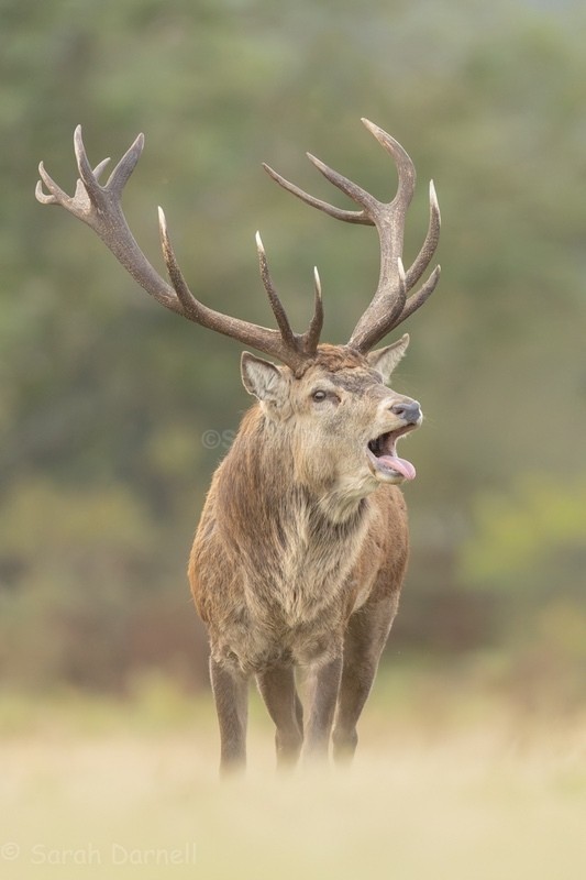  - Deer for Graham