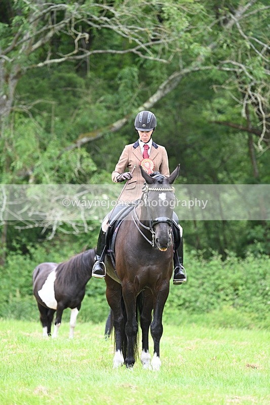 WJ7_4226 - Class 14A Handsome Gelding