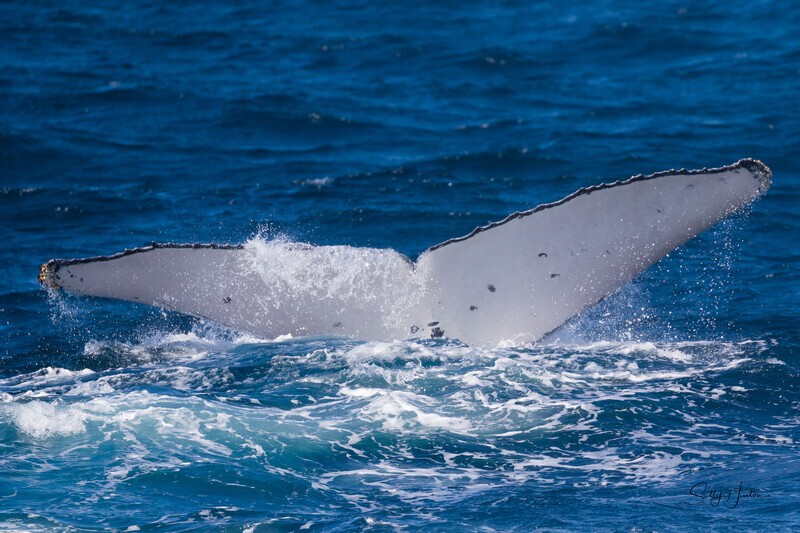 Fluke 0A3A3816 - Humpback Whales
