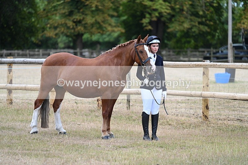 WJ7_8756 - Class 4a Prettiest Mare 14.2hh and over