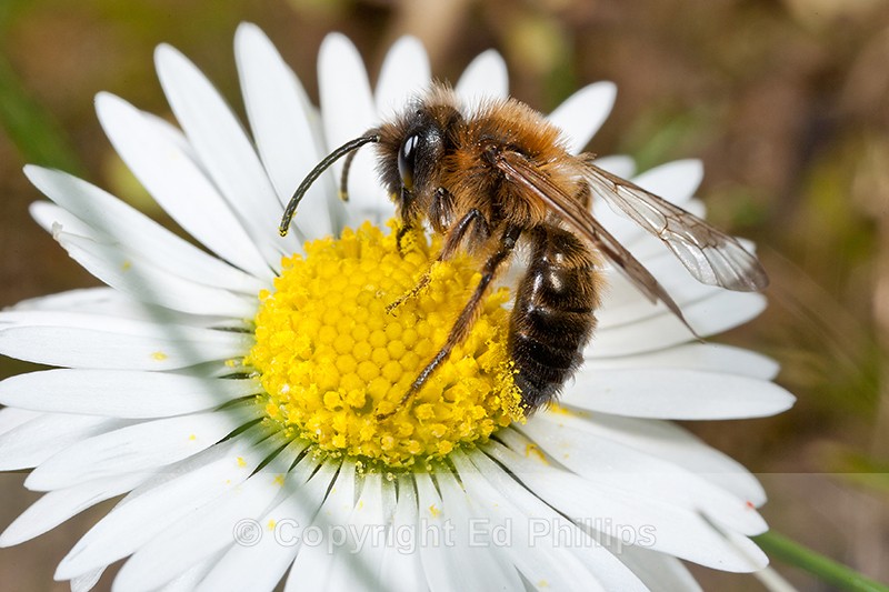 Andrena nigroaenea (m)