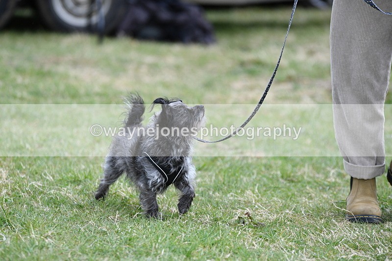 WJ5_9095 - Class 1 Best Cross Breed / Heniz 57