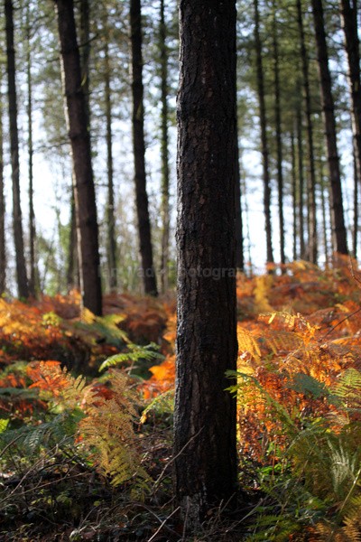 Pine Forest _S122 - Somerset landscape Photography