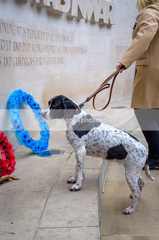 NGP_8265 - 2024 Animals in War Remembrance Gathering