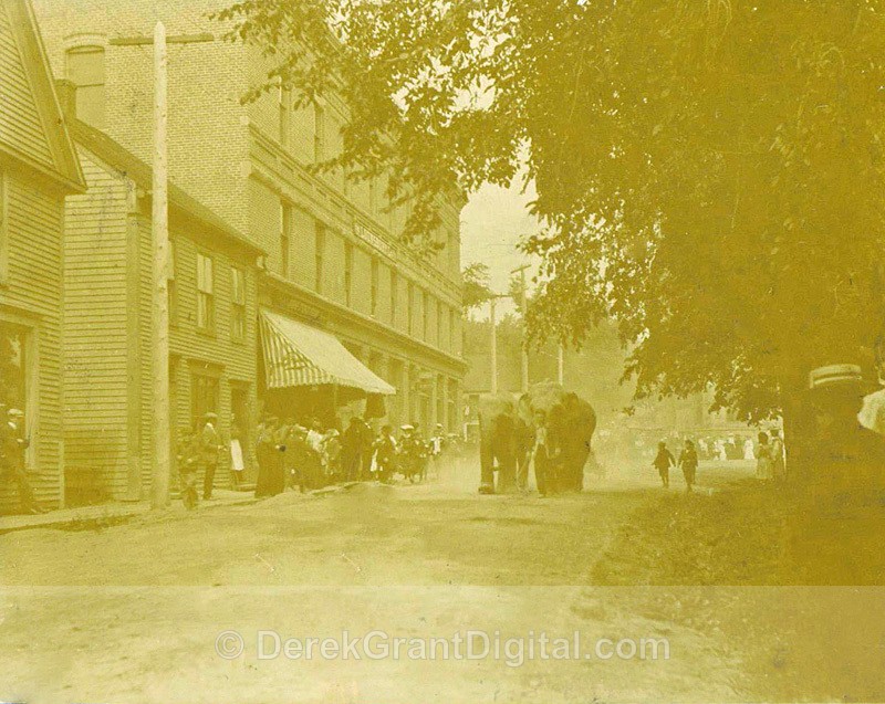 Circus Elephants Newcastle New Brunswick Canada ~Circa 1900
