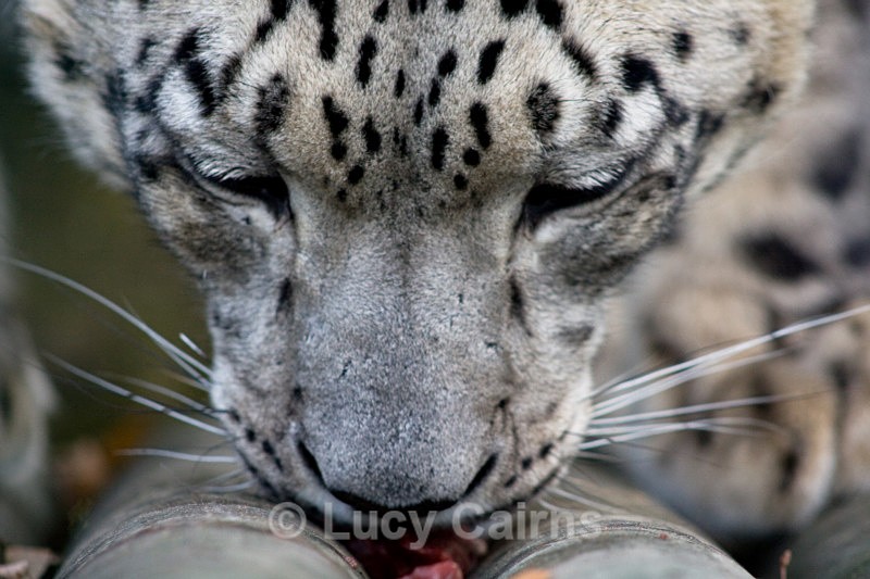  - Big Cats