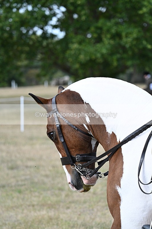 WJ7_7115 - Class 14 Ridden Coloured