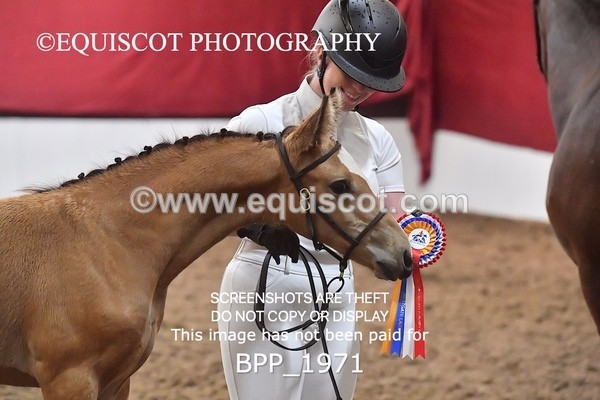 BPP_1971 - AFTERNOON 12.30 - 3.30PM