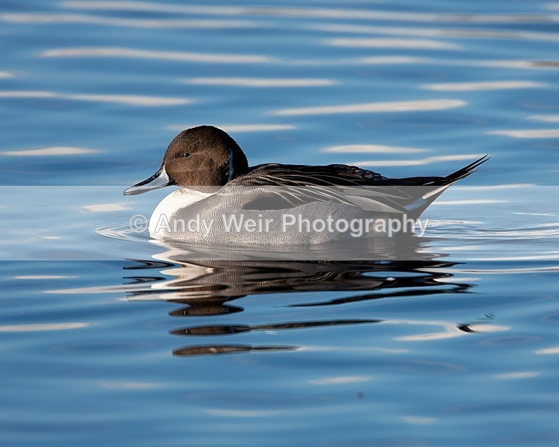 20081128-IMG_0885 154 - Pintail