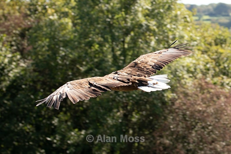 White Tailed Eagle 1 - Wildlife
