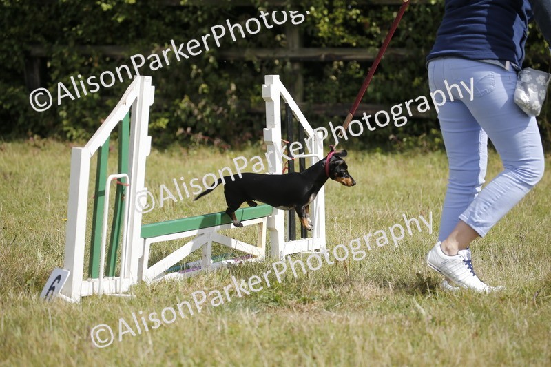 20250831-3842 - Dog Show