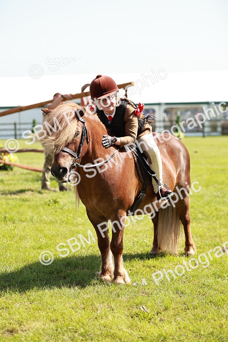 SBM_12831 - Class 106-107 - BSPS LIHS Working Sports Pony