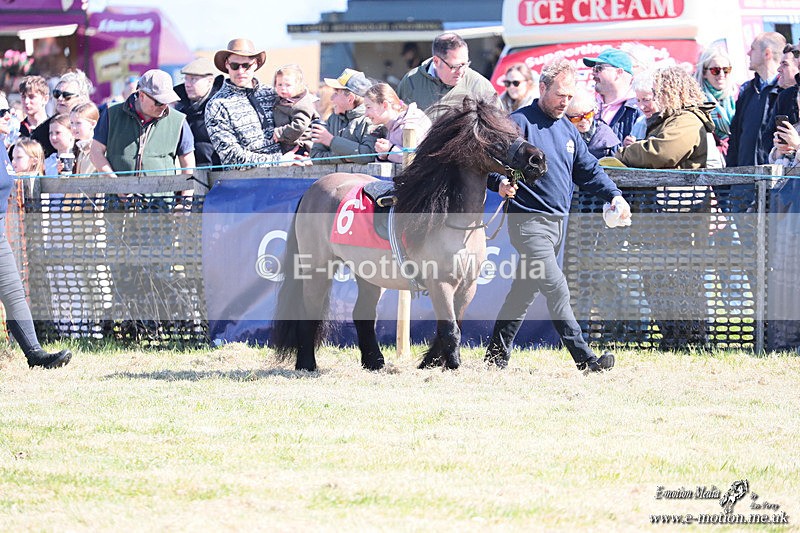 Shet 060426 13 - Shetland Pony Racing Paxford Races Easter Mon 06/04/26