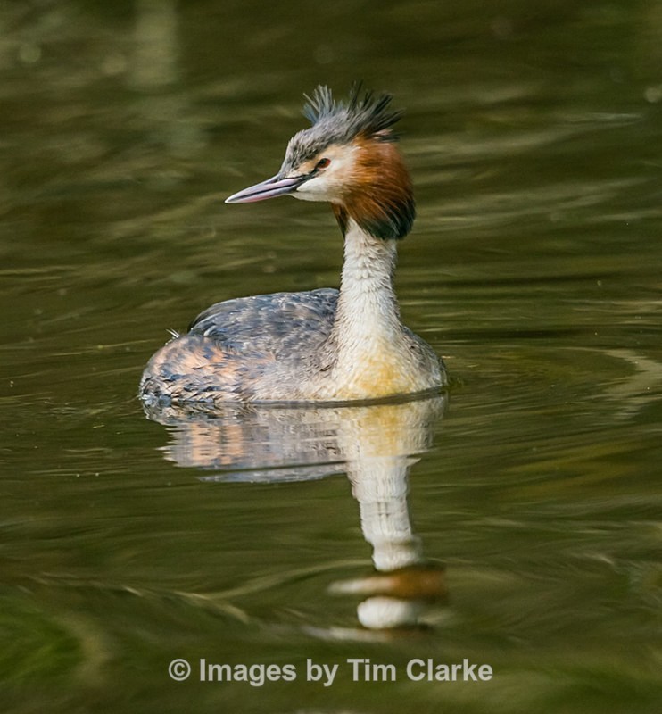 Grebe 4096322 - Wildlife