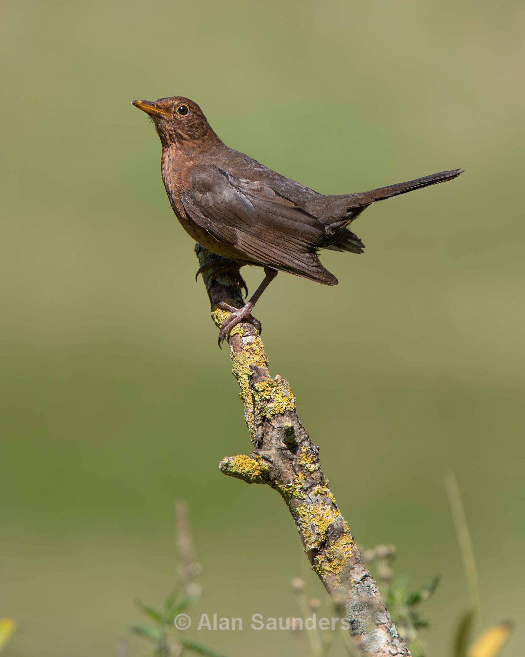 Blackbird 4