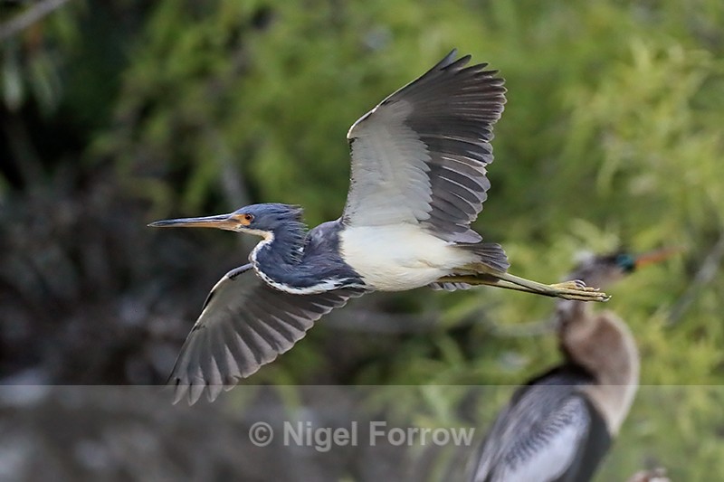 Tricolored Heron flying close, Venice Rookery, Florida - Tricolored Heron