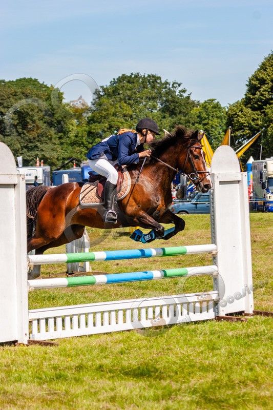Eventing horse_8107 - Pet Photography
