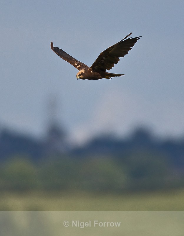 Marsh Harrier (female) hunting above Otmoor - Marsh Harrier