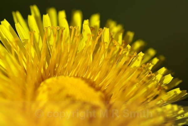 Dandelion Detail - MACRO & CLOSE UPS