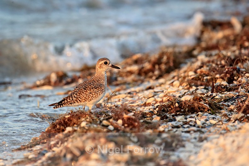 Grey Plover, Sanibel Island, Florida - Black-bellied Plover