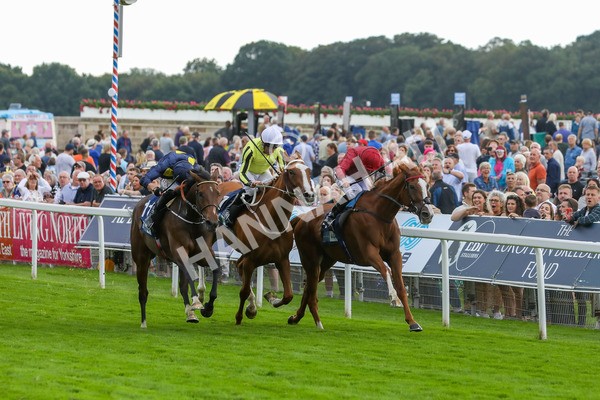 240823-Race 5-Sea Theme-5416 - Race 5 4.10pm British EBF & Sir Henry Cecil Galtres Stakes