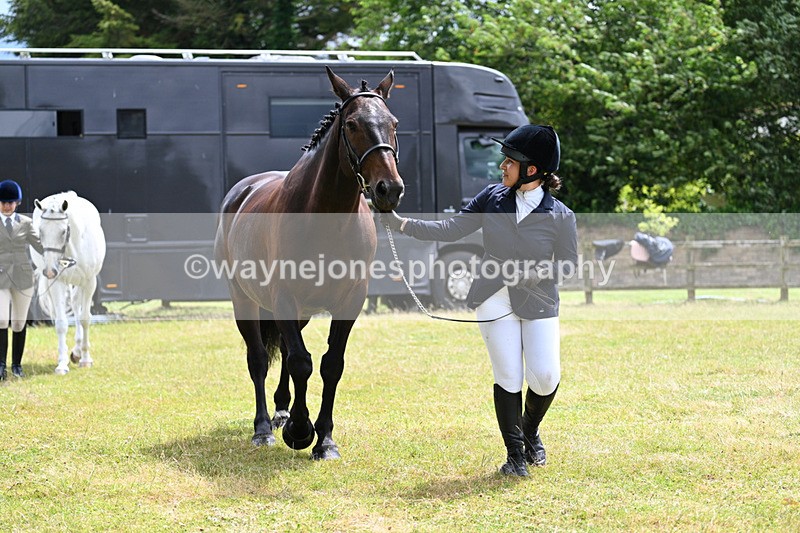 WJ7_6915 - Class 5a Most Handsome Gelding in Hand
