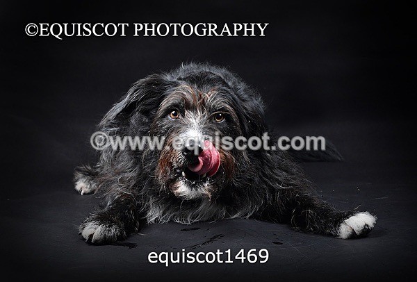 equiscot1469 - RUSSO
