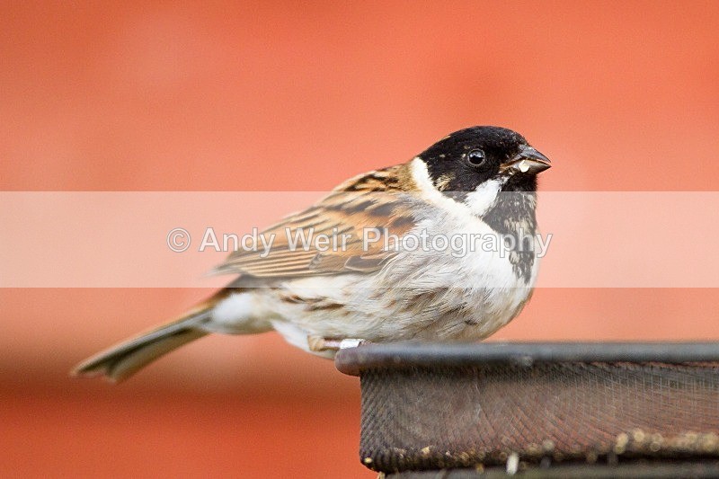 20120415-_MG_9544 - Buntings